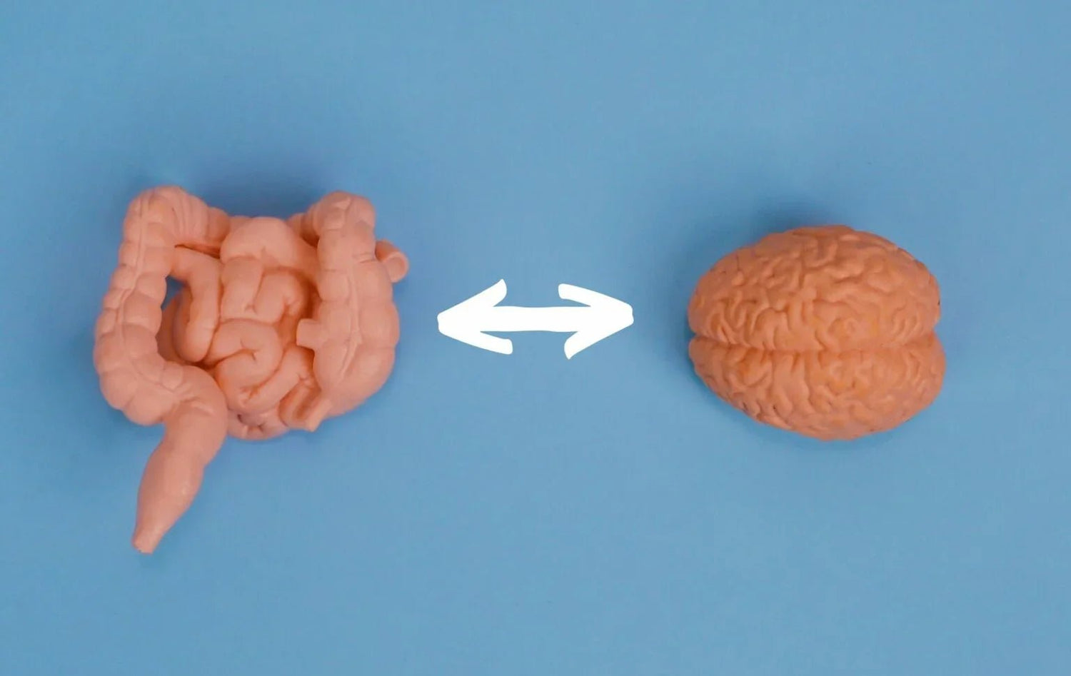 Gut-Brain Connection 