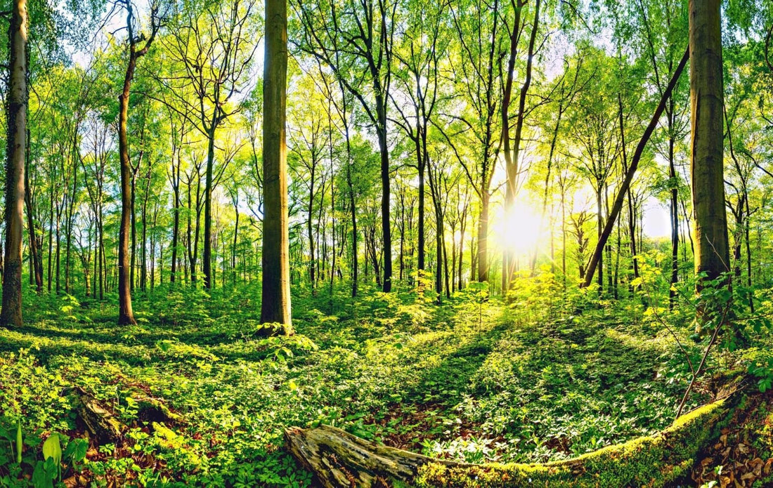 Environmental Health