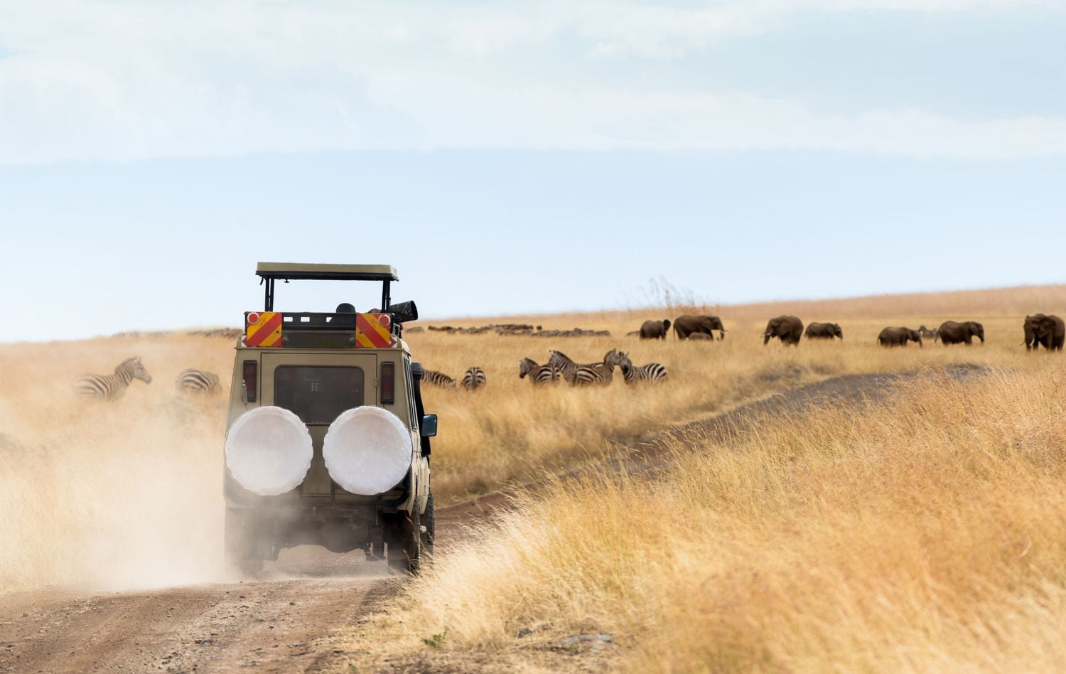 Rejuv’s Immune Boost: Unlocking Everyday Immunity with Botanicals and Nutrients for Immune Balance